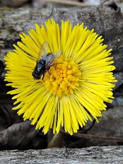 Coltsfoot and a fly